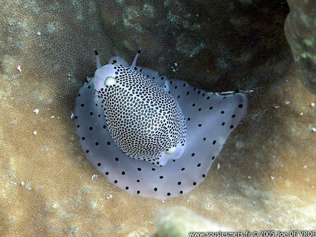 Calpurnus verrucosus - ovule ombiliquée Calpurnus verrucosus - ovule ombiliquée