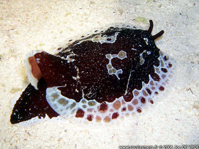 Pleurobranchus grandis - grand pleurobranche Pleurobranchus grandis - grand pleurobranche
