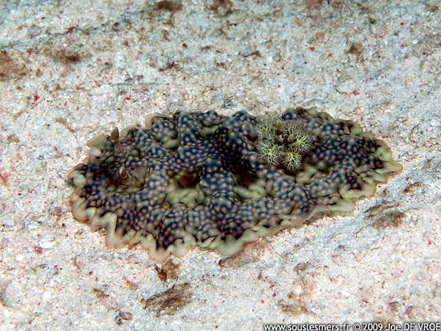 Ceratosoma miamiranum - cératosome miamiranum Ceratosoma miamiranum - cératosome miamiranum