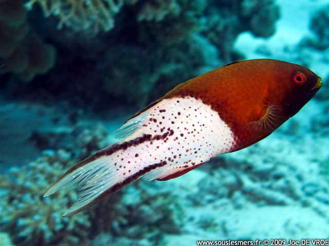 Bodianus anthioides - poisson cochon lyre Bodianus anthioides - poisson cochon lyre