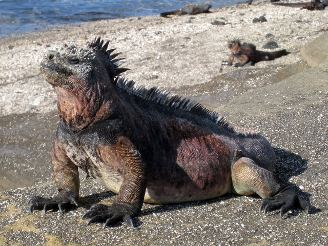 Amblyrhynchus cristatus - iguane marin Amblyrhynchus cristatus - iguane marin