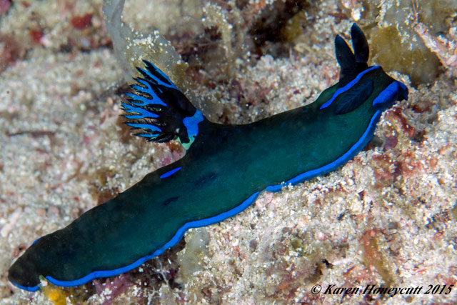 Tambja morosa - tambja morose Tambja morosa - tambja morose