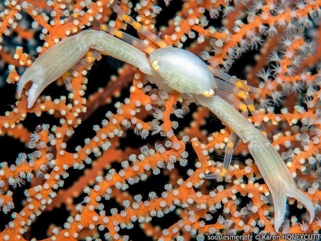 Quadrella coronata - crabe des antipathaires Quadrella coronata - crabe des antipathaires
