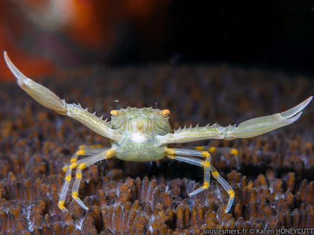 Quadrella coronata - crabe des antipathaires Quadrella coronata - crabe des antipathaires