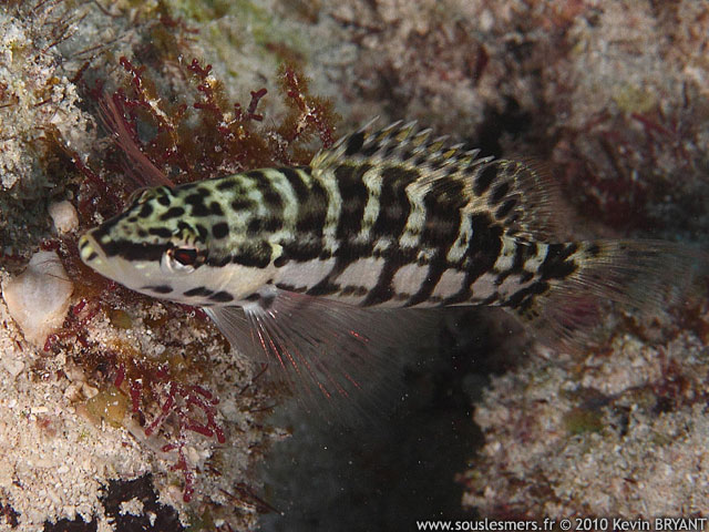 Serranus tigrinus - serran tigré Serranus tigrinus - serran tigré