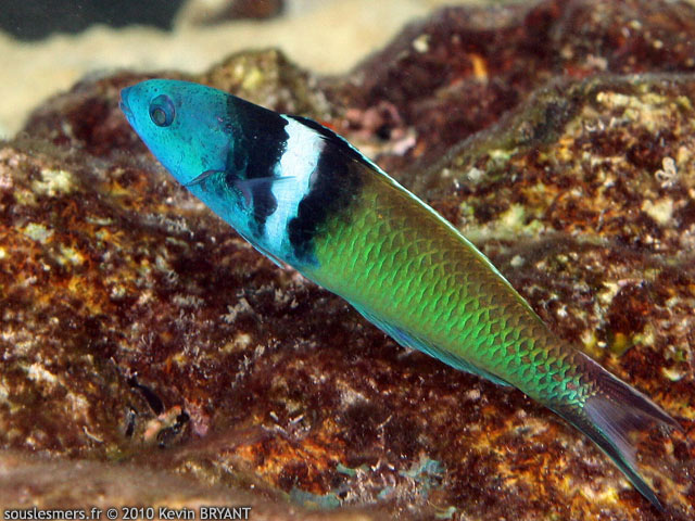 Thalassoma bifasciatum - girelle tête bleue Thalassoma bifasciatum - girelle tête bleue