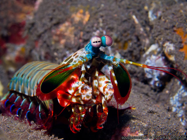 Odontodactylus scyllarus - squille multicolore Odontodactylus scyllarus - squille multicolore