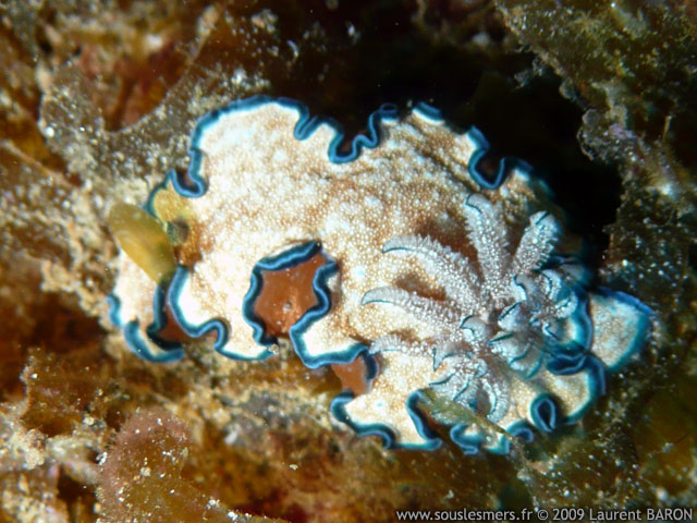 Glossodoris sp 15 - glossodoris Glossodoris sp 15 - glossodoris