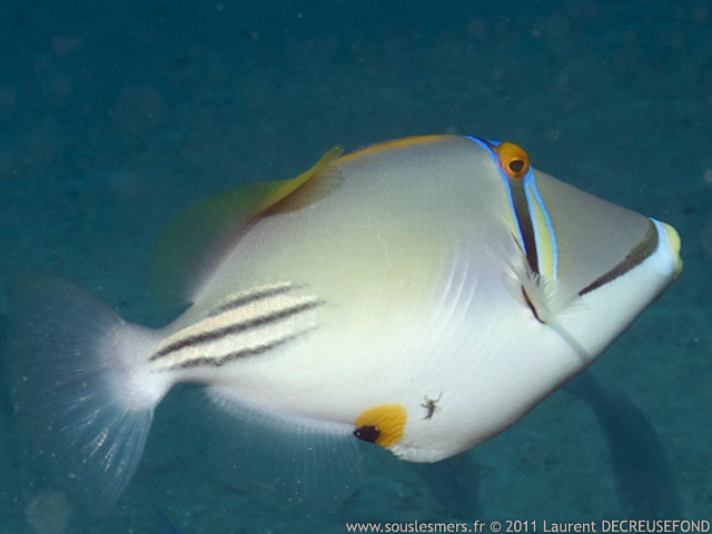 Rhinecanthus assasi - baliste picasso arabe Rhinecanthus assasi - baliste picasso arabe