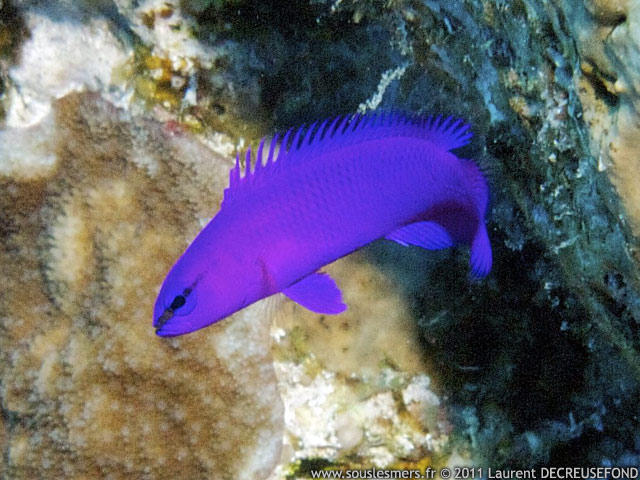 Pseudochromis fridmani - pseudochromis de Fridman Pseudochromis fridmani - pseudochromis de Fridman