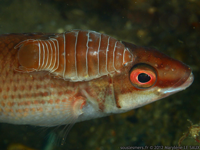 Anilocra frontalis - anilocre Anilocra frontalis - anilocre