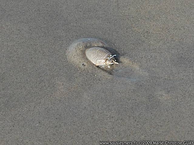 Emerita analoga - crabe taupe Emerita analoga - crabe taupe