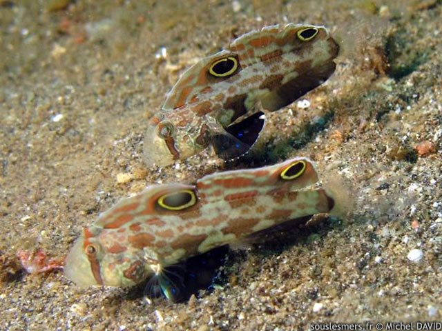 Signigobius biocellatus - gobie à deux ocelles Signigobius biocellatus - gobie à deux ocelles