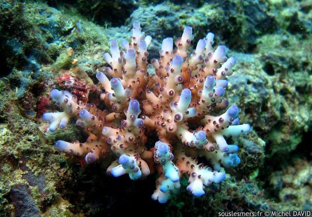 Acropora sp. - acropore Acropora sp. - acropore