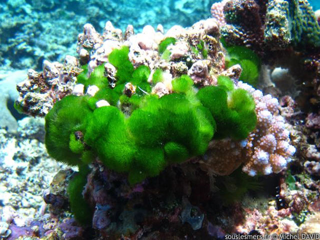 Chlorodesmis fastigiata - algue chevelure verte Chlorodesmis fastigiata - algue chevelure verte