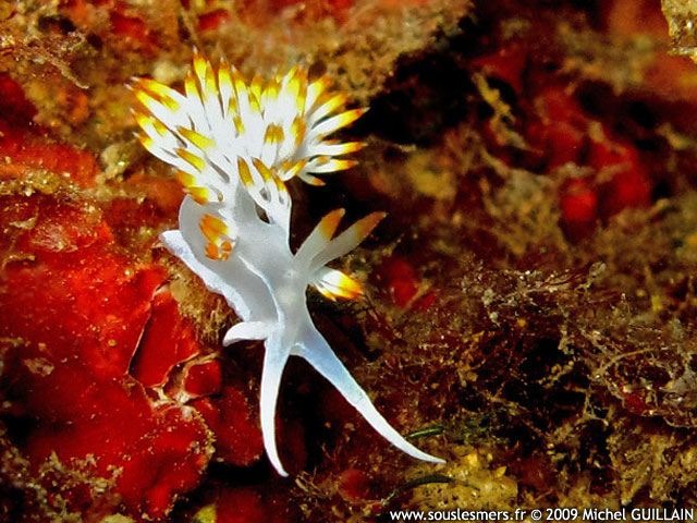 Flabellina babai - flabelline blanche Flabellina babai - flabelline blanche