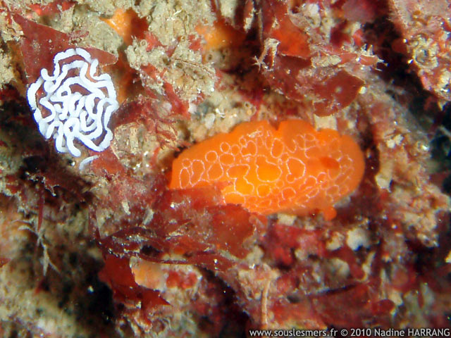 Discodoris rosi - doris orange Discodoris rosi - doris orange