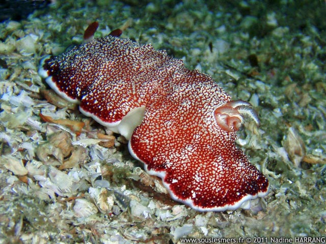Chromodoris reticulata - doris réticulée du Pacifique Ouest Chromodoris reticulata - doris réticulée du Pacifique Ouest
