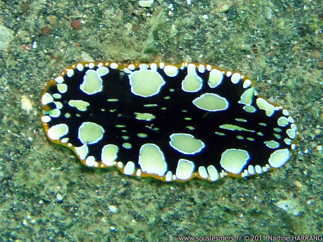 Pseudoceros scintillatus - ver plat arlequin Pseudoceros scintillatus - ver plat arlequin