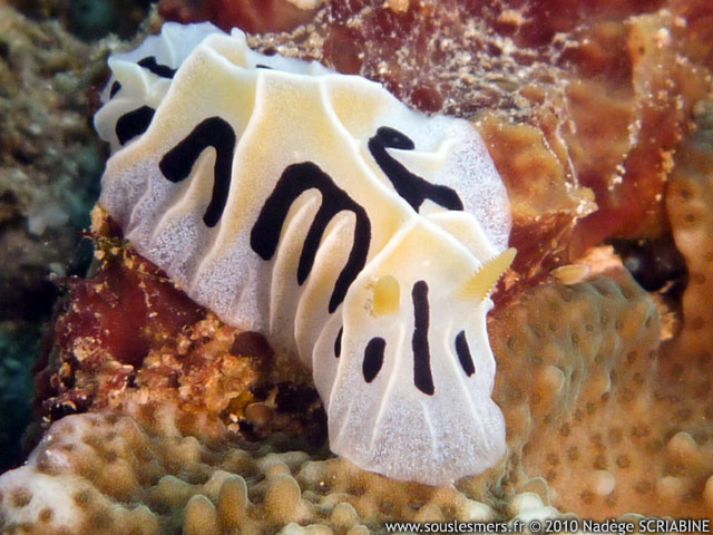 Reticulidia fungia - phyllidie blanche Reticulidia fungia - phyllidie blanche