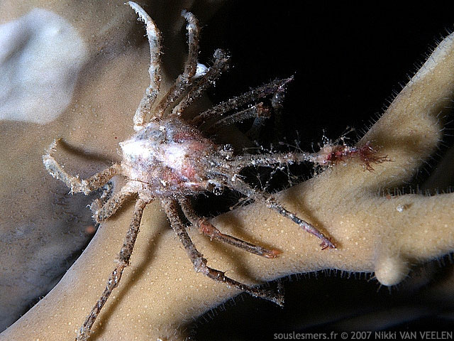 Lahaina ovatus - crabe araignée à longues cornes Lahaina ovatus - crabe araignée à longues cornes