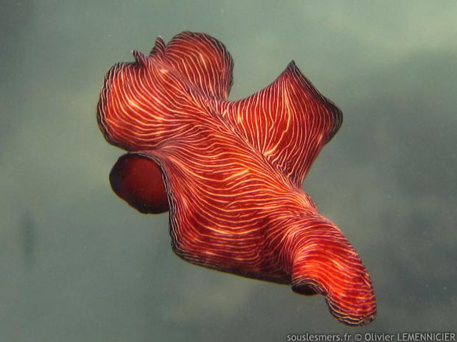 Pseudobiceros fulgor - ver plat lumineux Pseudobiceros fulgor - ver plat lumineux
