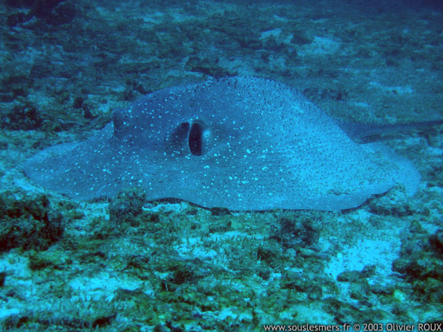 Urogymnus asperrimus - raie porc-épic Urogymnus asperrimus - raie porc-épic