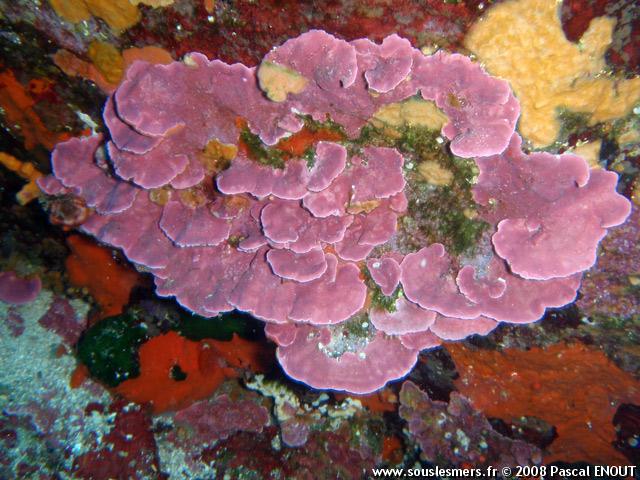 Pseudolithophyllum expansum - algue coralligène Pseudolithophyllum expansum - algue coralligène