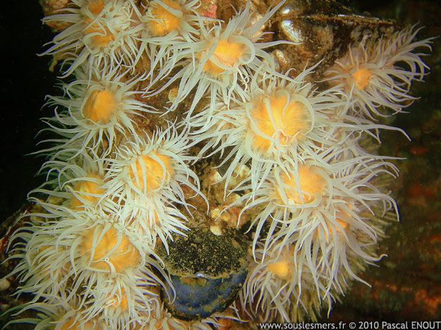 Actinothoe sphyrodeta - anémone marguerite Actinothoe sphyrodeta - anémone marguerite