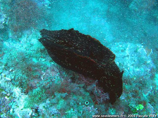 Aplysia fasciata - aplysie brune Aplysia fasciata - aplysie brune