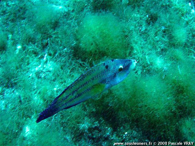 Symphodus tinca - crénilabre paon Symphodus tinca - crénilabre paon