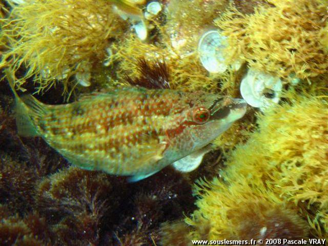 Symphodus roissali - crénilabre à cinq taches Symphodus roissali - crénilabre à cinq taches