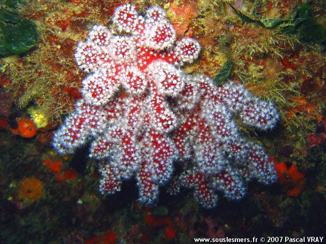 Alcyonium palmatum - alcyon de sable Alcyonium palmatum - alcyon de sable