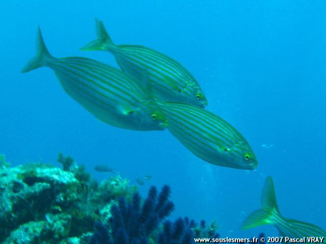 Sarpa salpa - saupe Sarpa salpa - saupe