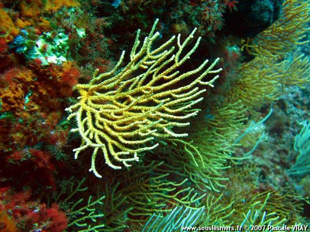 Eunicella cavolinii - gorgone jaune Eunicella cavolinii - gorgone jaune
