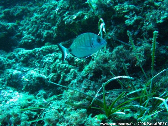Diplodus sargus - sar commun Diplodus sargus - sar commun