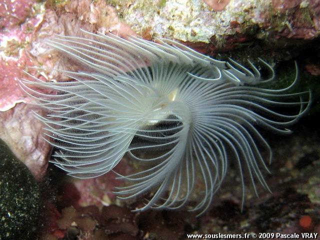 Protula tubularia - protule lisse Protula tubularia - protule lisse