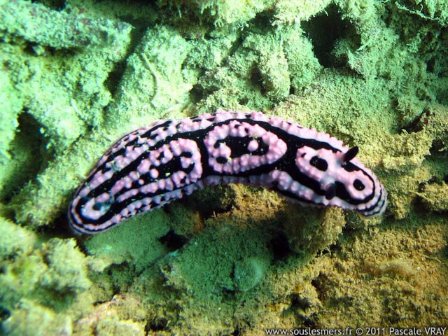Phyllidiella meandrina - phyllidie méandreuse Phyllidiella meandrina - phyllidie méandreuse