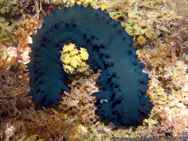 Stichopus chloronotus - holothurie vert bleuté Stichopus chloronotus - holothurie vert bleuté