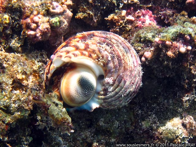 Turbo argyrostomus - turban à bouche d'argent Turbo argyrostomus - turban à bouche d'argent