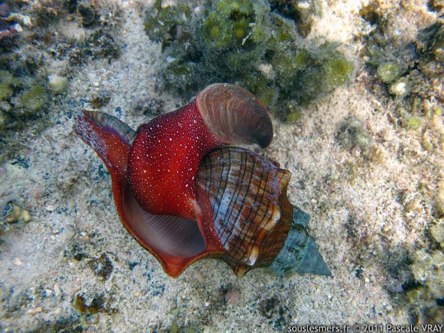 Pleuroploca trapezium - cono cono Pleuroploca trapezium - cono cono