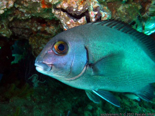 Plectorhinchus schotaf - gaterin ménestrel Plectorhinchus schotaf - gaterin ménestrel