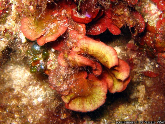 Peyssonnelia squamaria - Peyssonnelia Peyssonnelia squamaria - Peyssonnelia