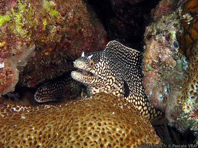 Muraena melanotis - murène à pois Muraena melanotis - murène à pois