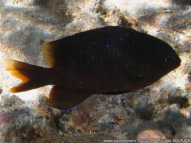 Stegastes pelicieri - grégoire mauricien Stegastes pelicieri - grégoire mauricien
