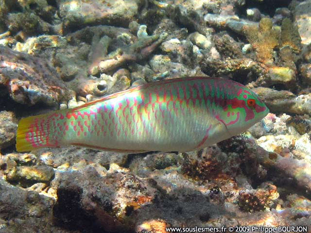 Halichoeres scapularis - labre zigzag Halichoeres scapularis - labre zigzag