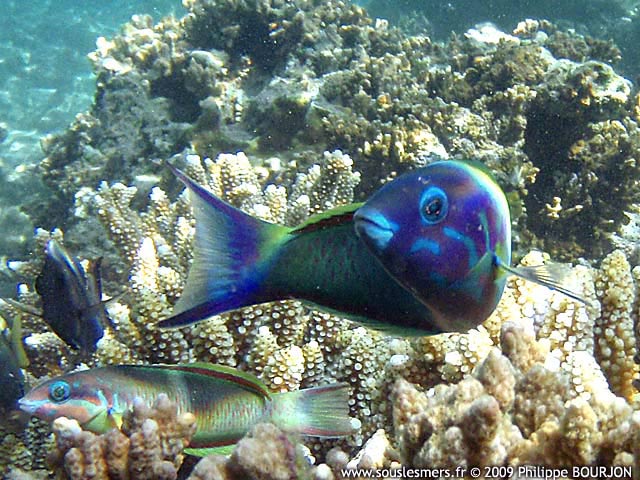 Thalassoma genivittatum - girelle-paon bariolée Thalassoma genivittatum - girelle-paon bariolée