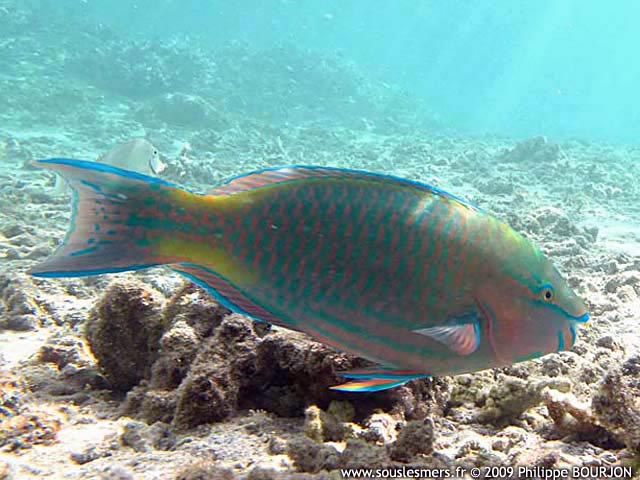 Scarus psittacus - perroquet commun Scarus psittacus - perroquet commun