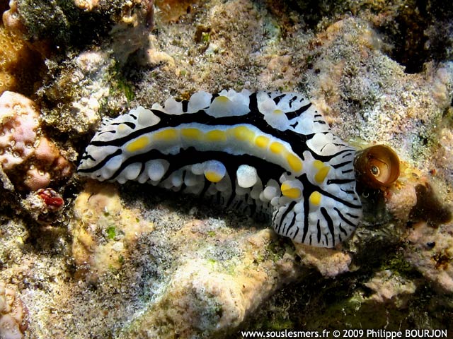 Phyllidia marindica - phyllidie indienne Phyllidia marindica - phyllidie indienne