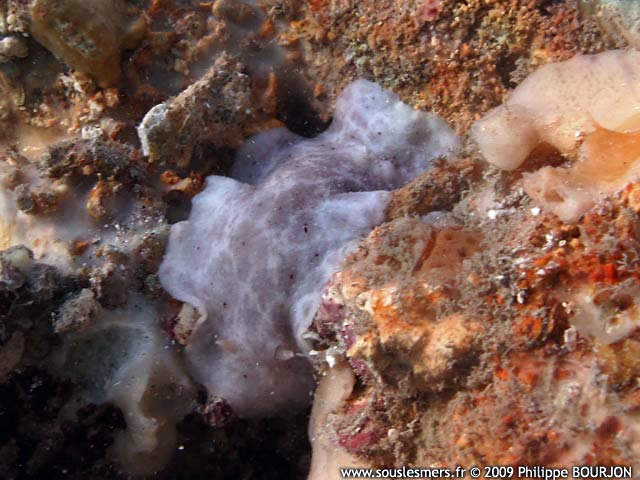 Discodoris mauritiana - doris mauritienne Discodoris mauritiana - doris mauritienne